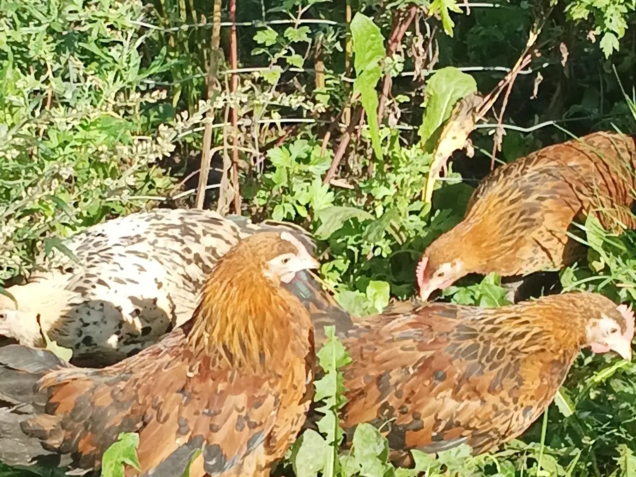 Billede 3 - Mille Fleur dværg små 