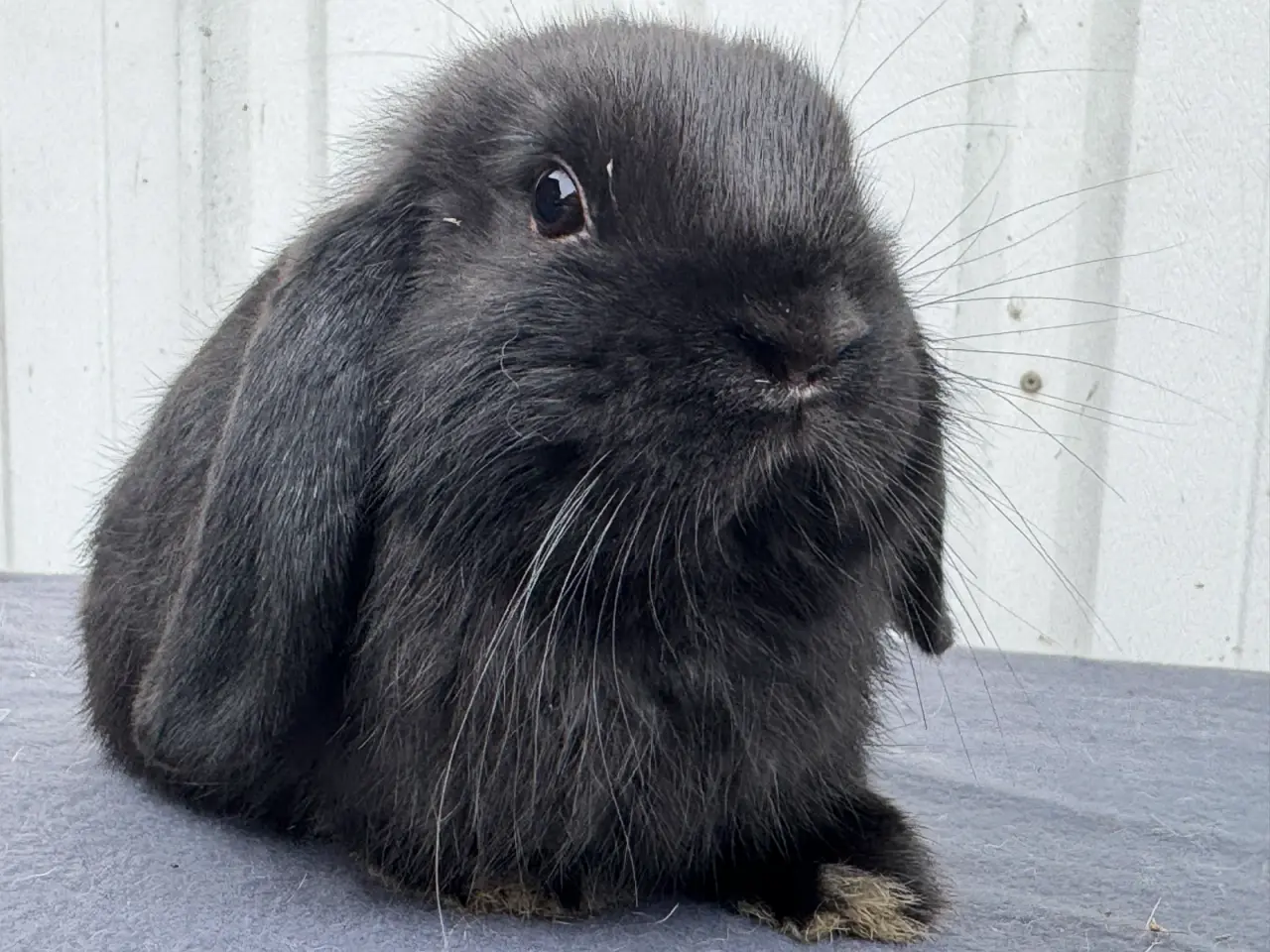 Billede 6 - Mini lop hunkanin