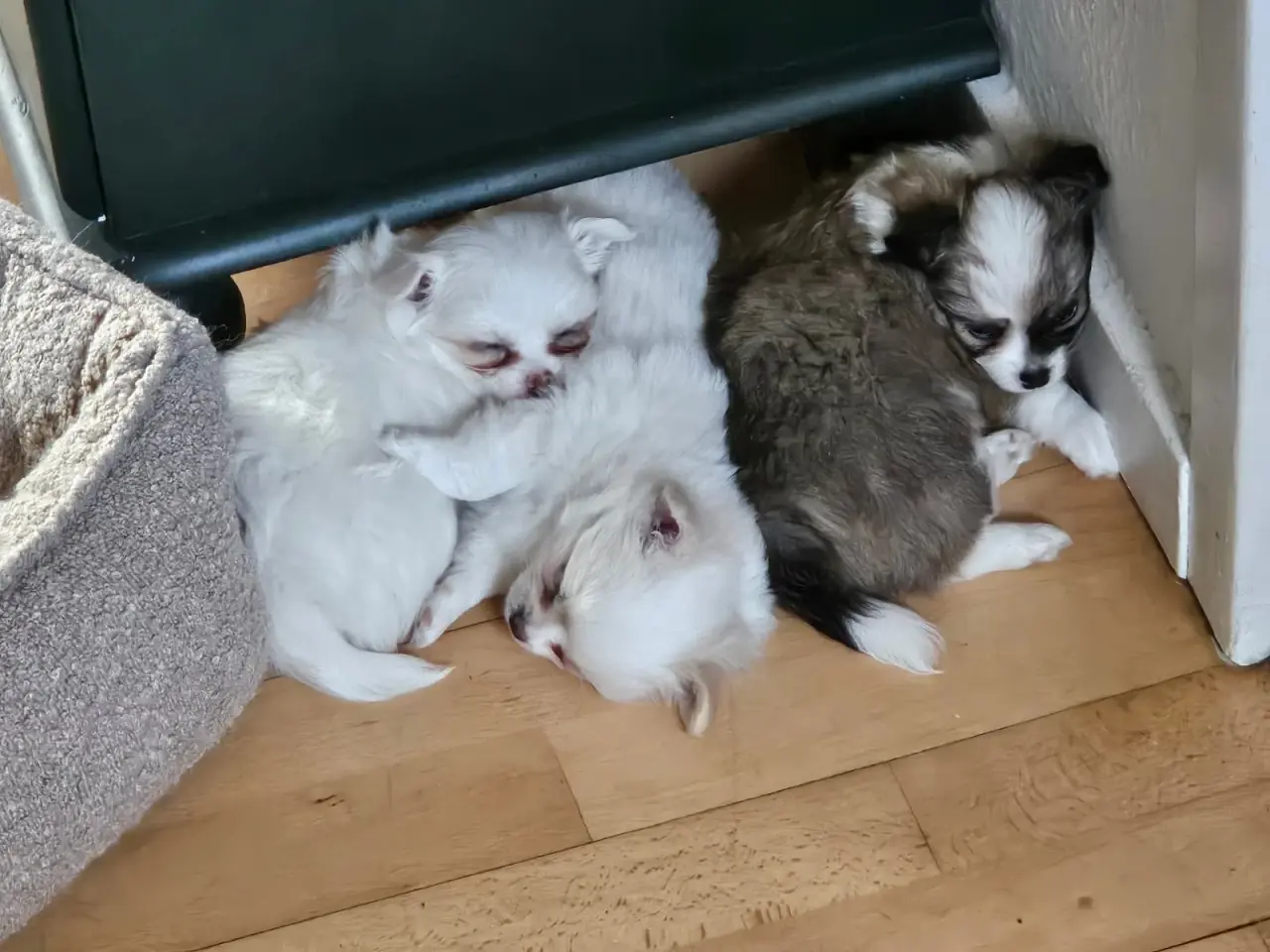 Billede 1 - 3 Pomchi hvalpe klar til at flytte hjemmefra nu