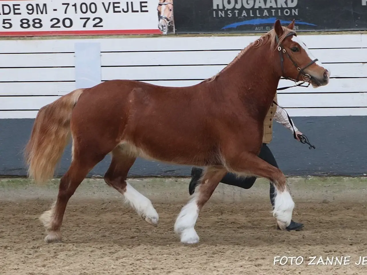 Billede 7 - Welsh cob vallak 