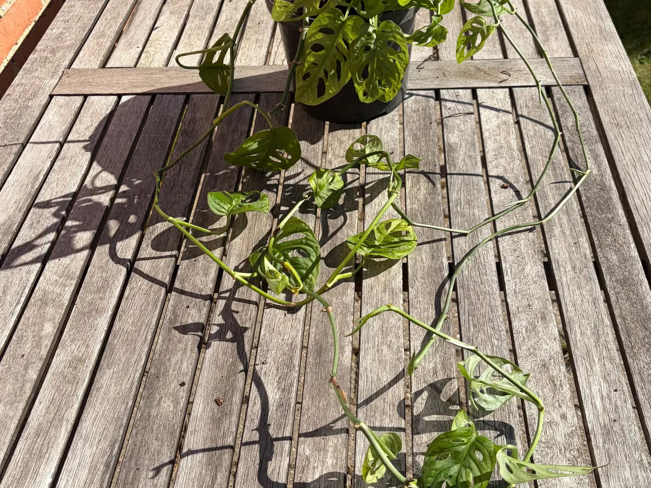 Billede 3 - Stueplante. Monsters Adansonii