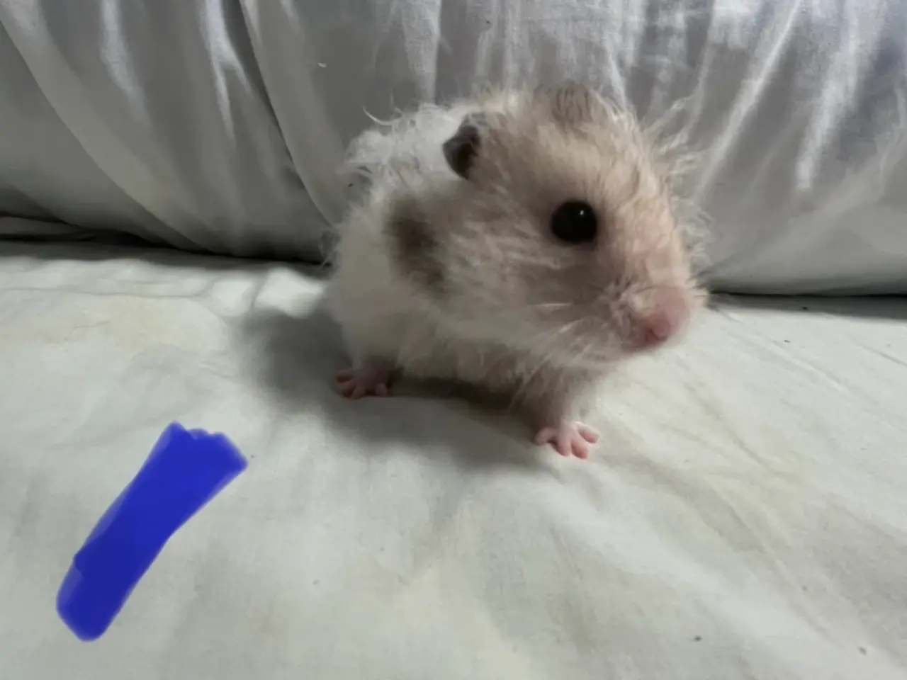 Billede 1 - Guldhamster unger