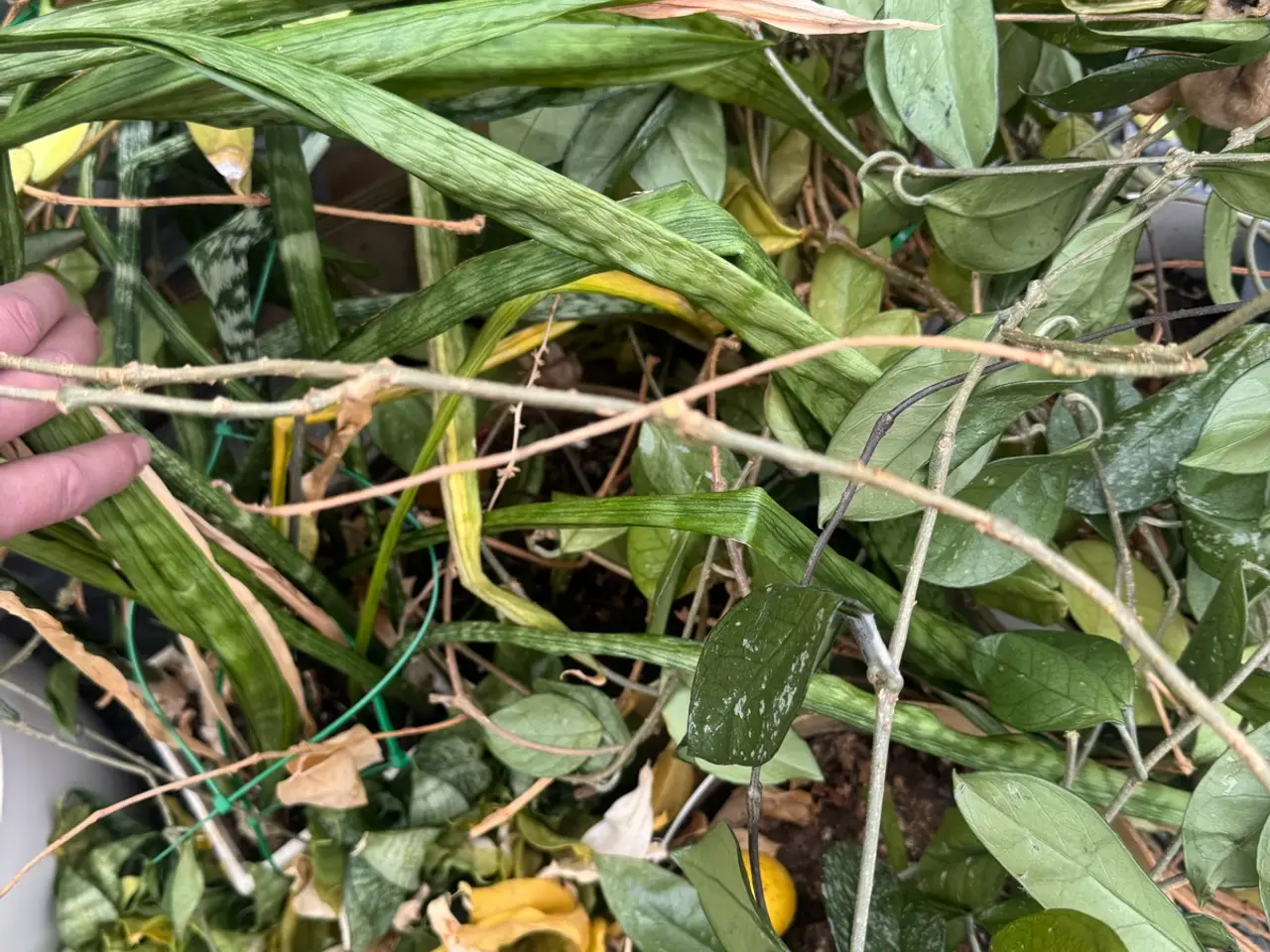Billede 2 - Mange potteplanter Bortgives