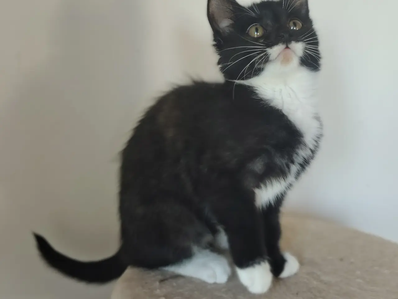 Billede 3 - 🌸 Maine Coon Blandings Hun Killing 🌸