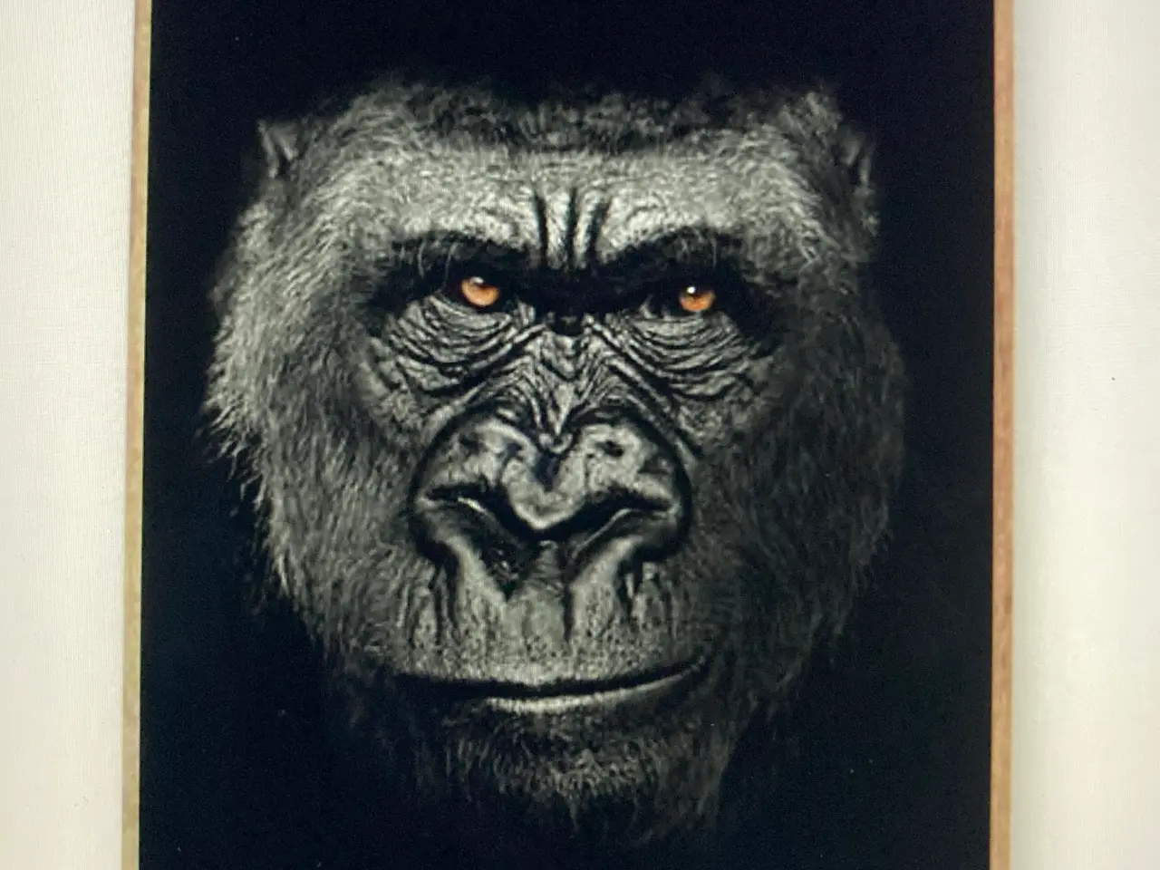 Billede 1 - ByFrank plakater Animal-Kingdom 4 stk