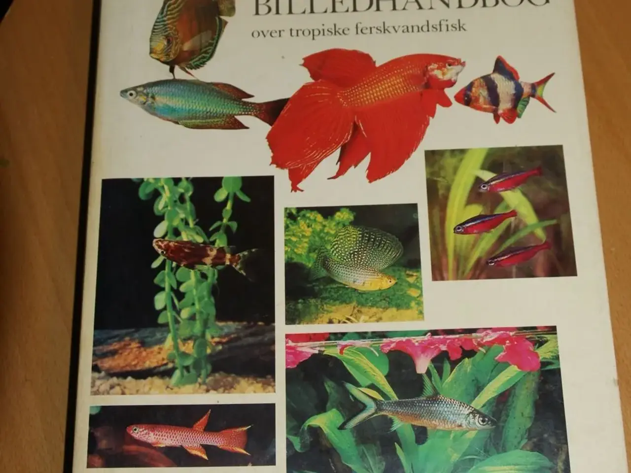 Billede 1 - Akvaristens Billedhåndbog