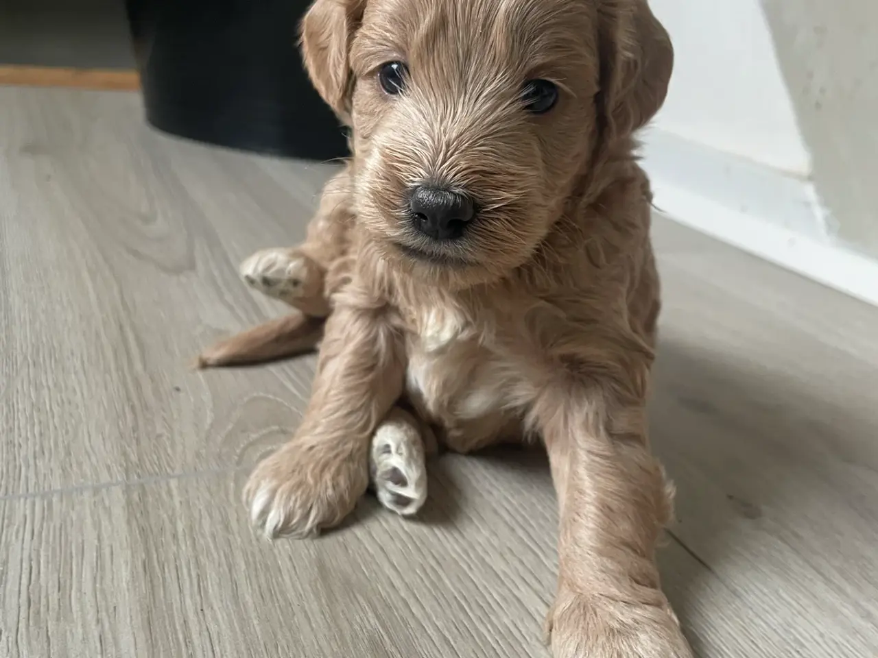 Billede 6 - Søde Labradoodle hvalpe