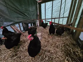 Rugeæg af RIR- Rhode Island Red 