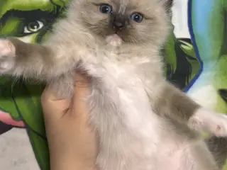 dejlige Ragdoll-killinger