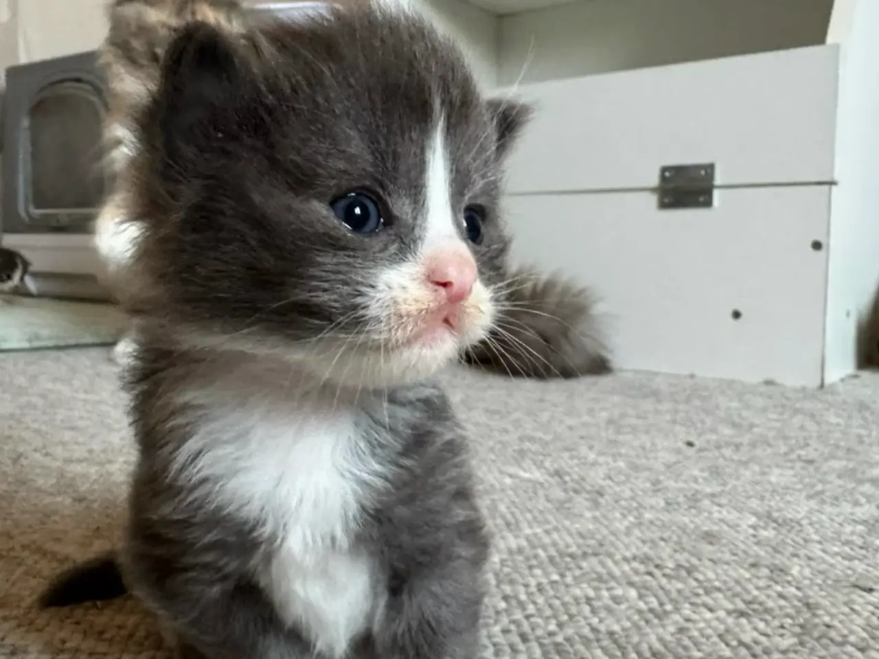 Billede 16 - 💙Sød Maine Coon/Ragdoll hankilling💙