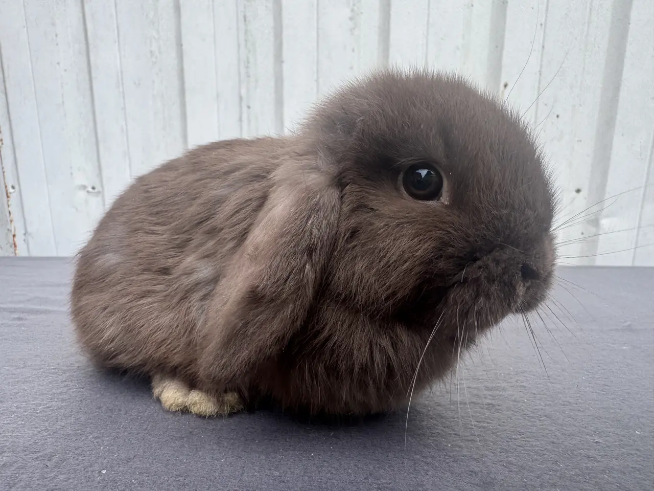 Billede 6 - Mini lop hunkanin salgsklar