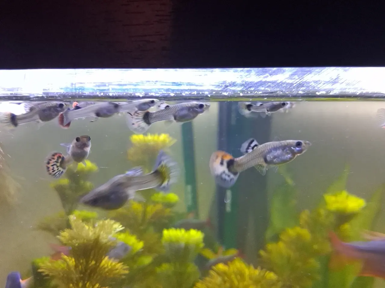 Billede 4 - Guppy mix han og hun