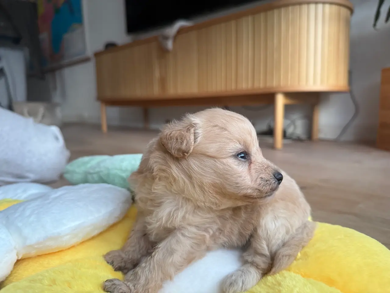 Billede 3 - Pomapoo hvalp ❤️