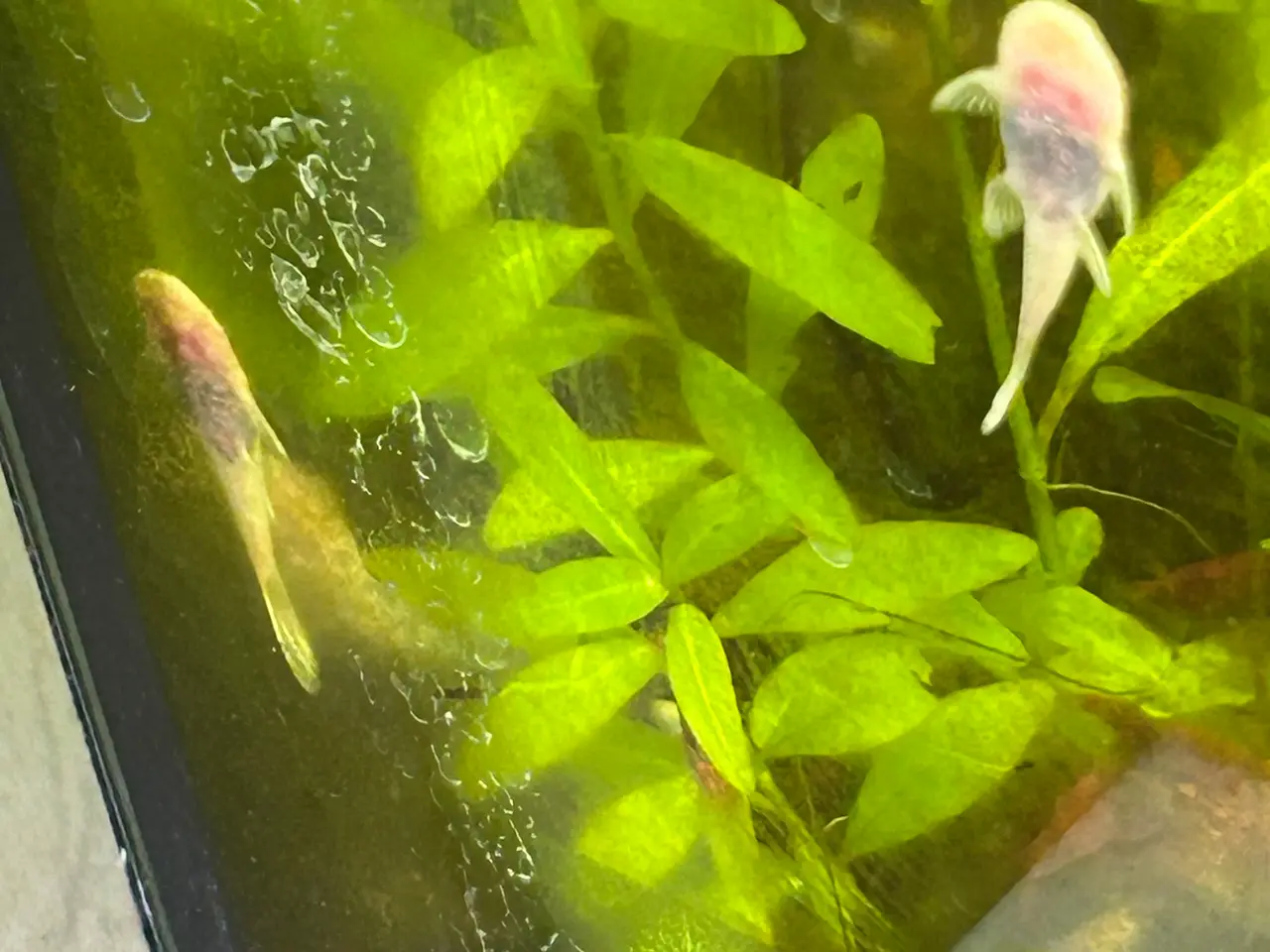 Billede 8 - ❄️🐟 Snow White Ancistrus – flotte hvide maller