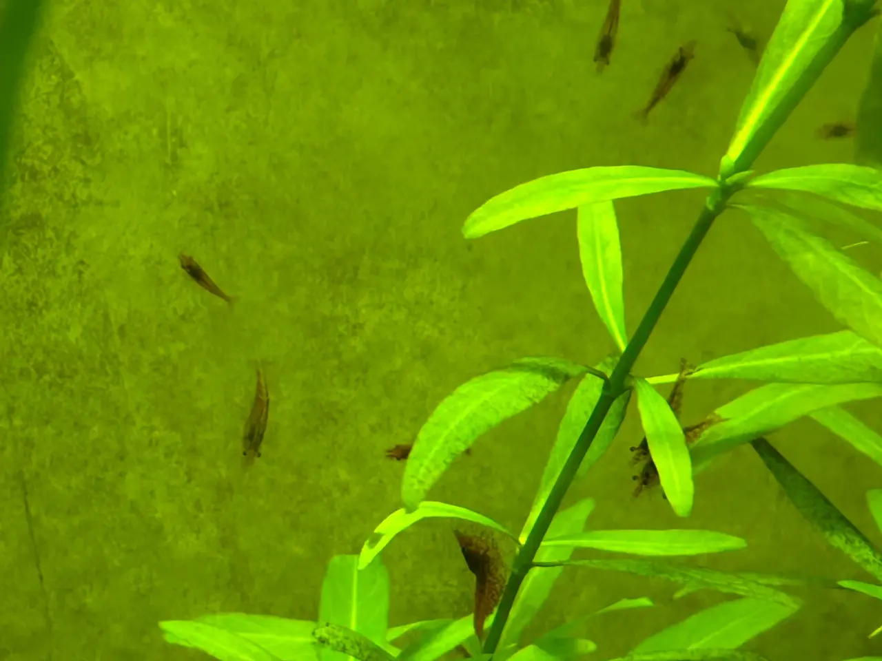 Billede 3 - 🦐🍒 Flotte Røde kirsebærrejer – Viby J