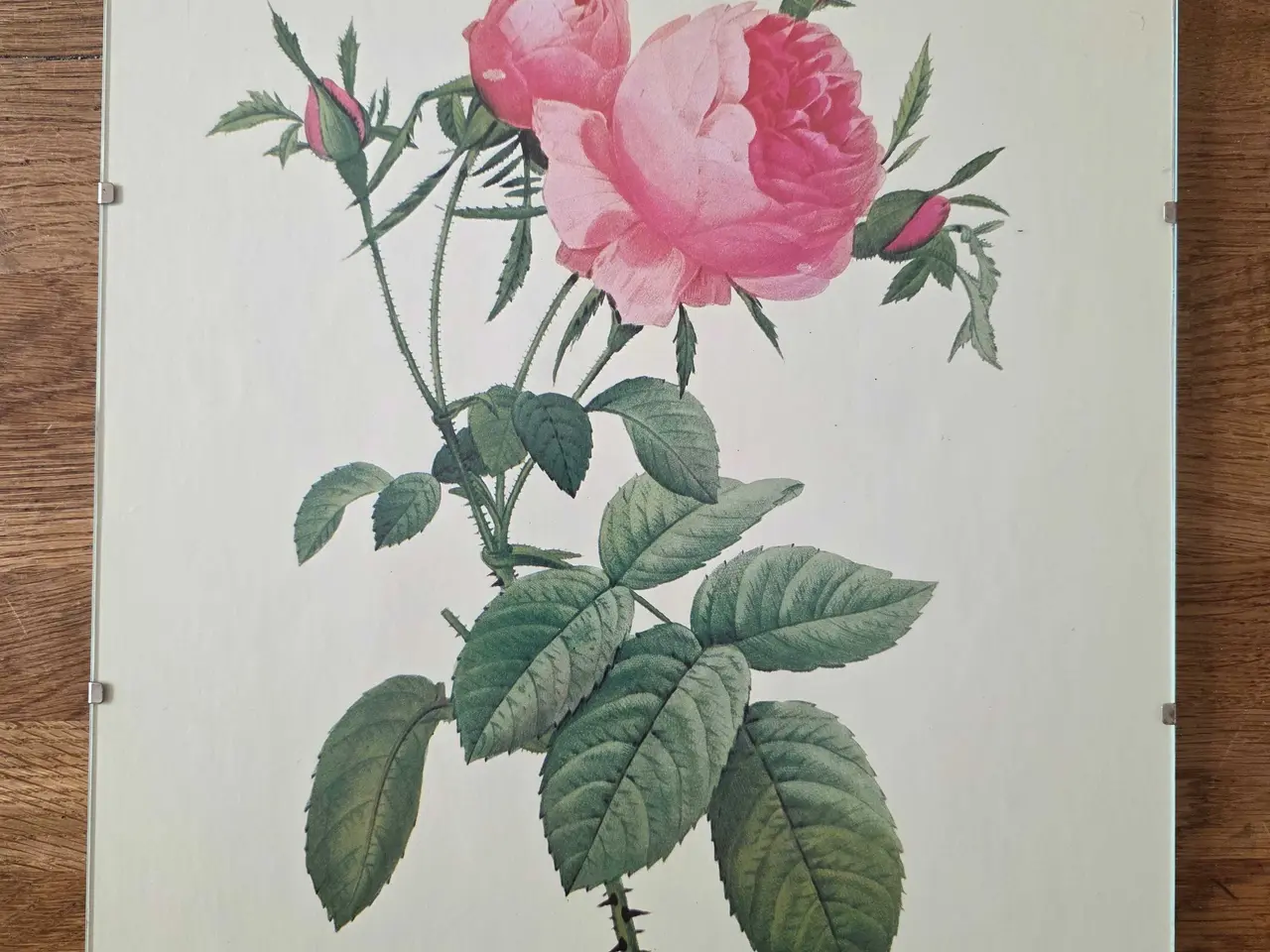 Billede 3 - 5 stk. Flora Danica billeder i skifterammer