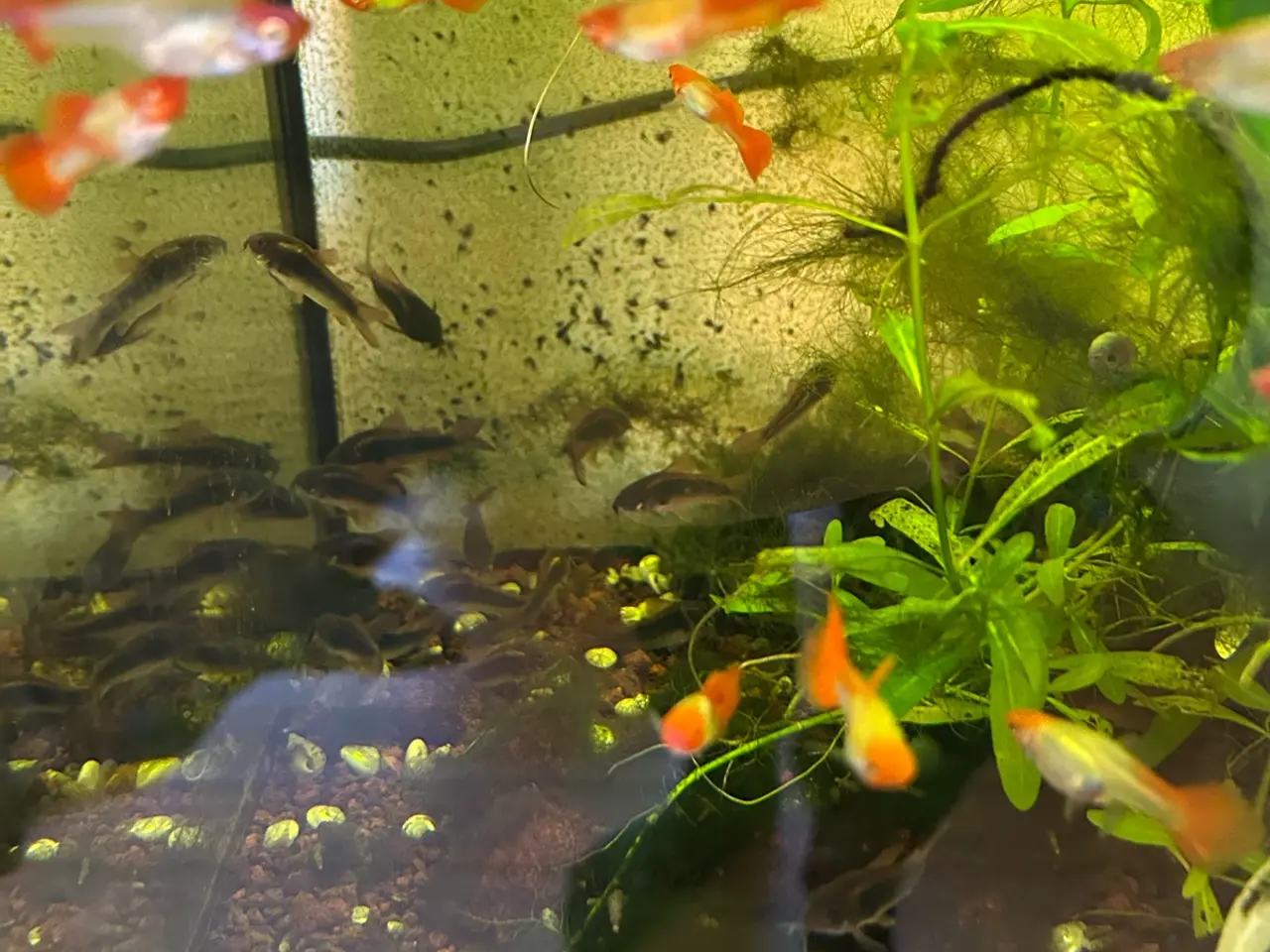 Billede 8 - 🐟 Kobber pansermaller 3-4 cm  | Afhentes i Viby J
