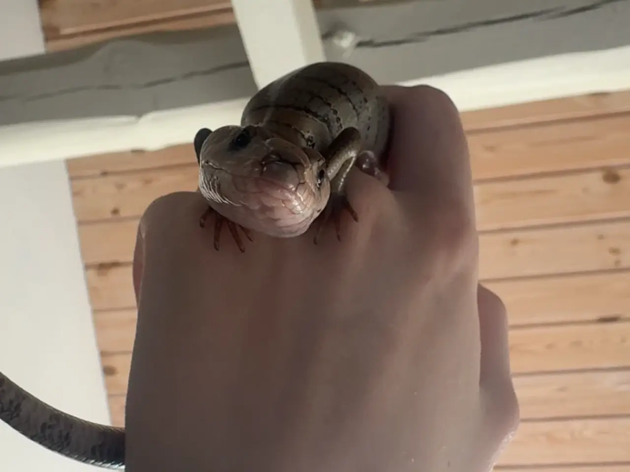 Billede 3 - Snegle skink