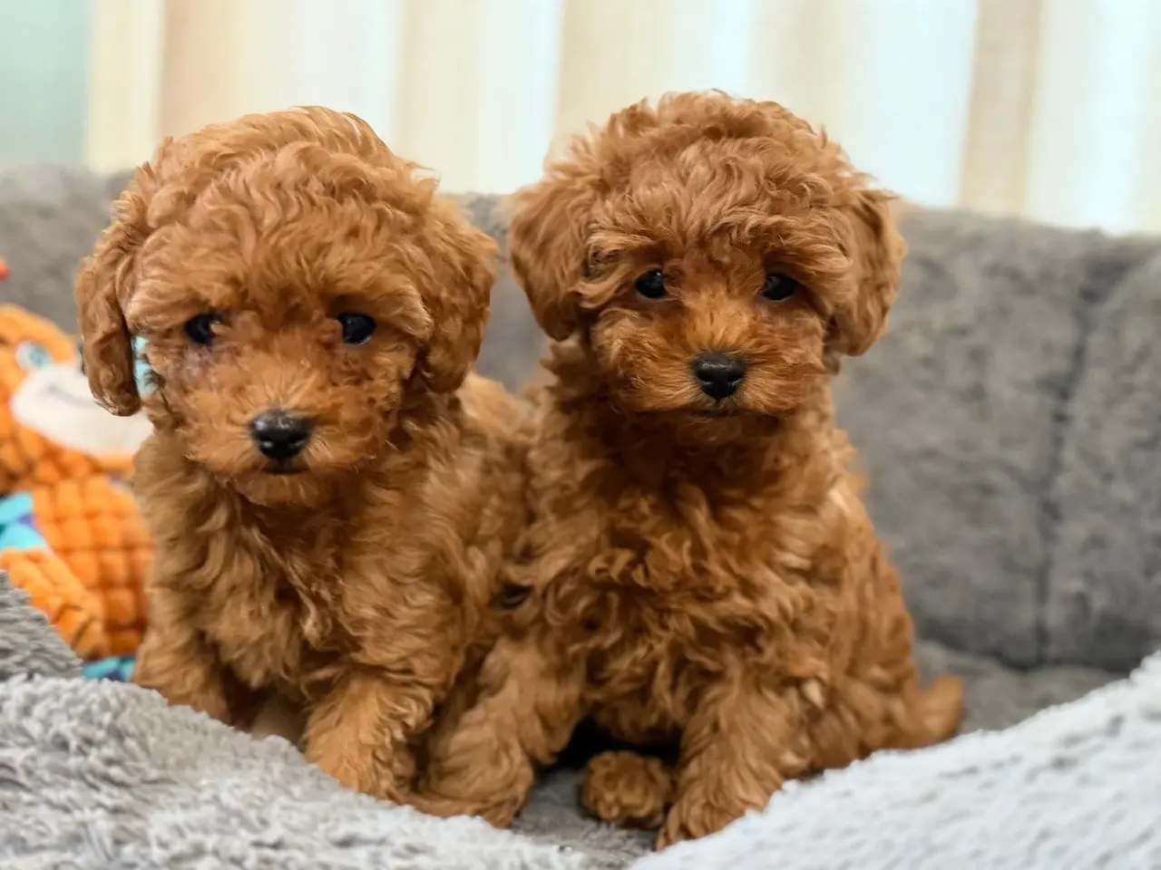 Billede 4 - Teacup/Toy puddel