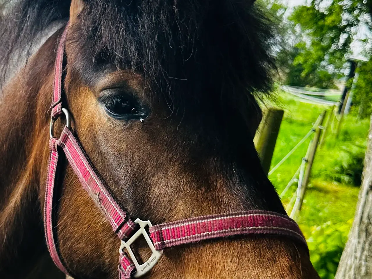Billede 3 - 3 årig skøn vallak. Exmorepony.