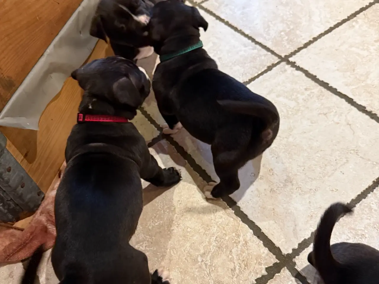 Billede 2 - Pocket Bully hvalpe