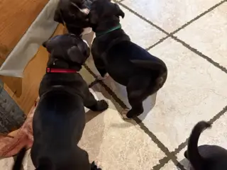 Pocket Bully hvalpe - 2