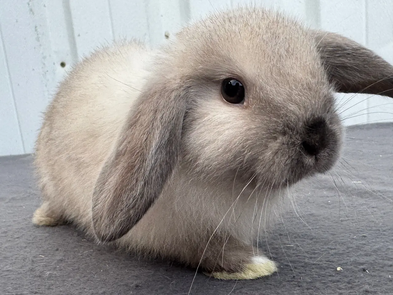 Billede 6 - Mini lop hunkanin