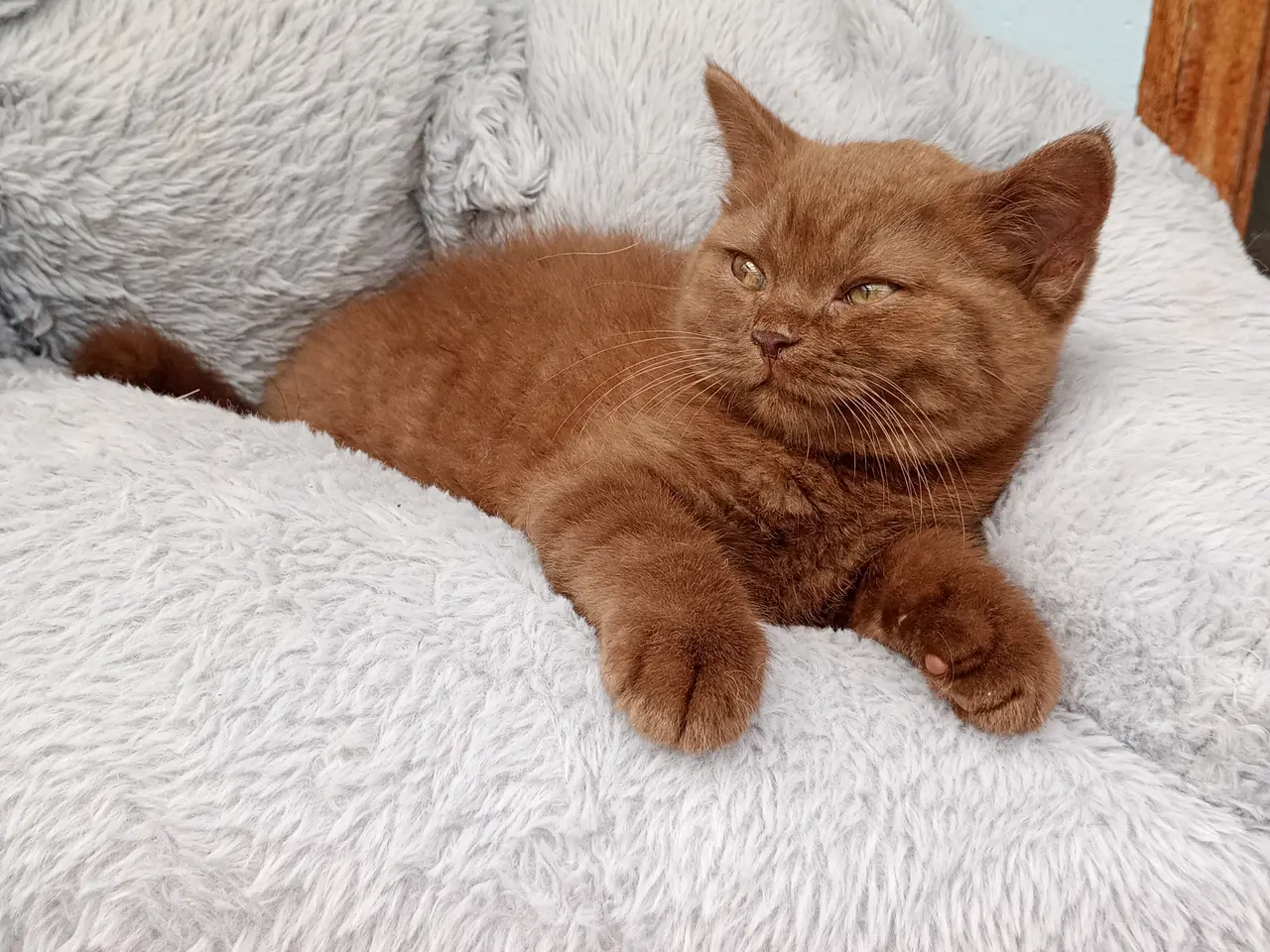 Billede 6 - Selkirk rex dreng søger nyt hjem