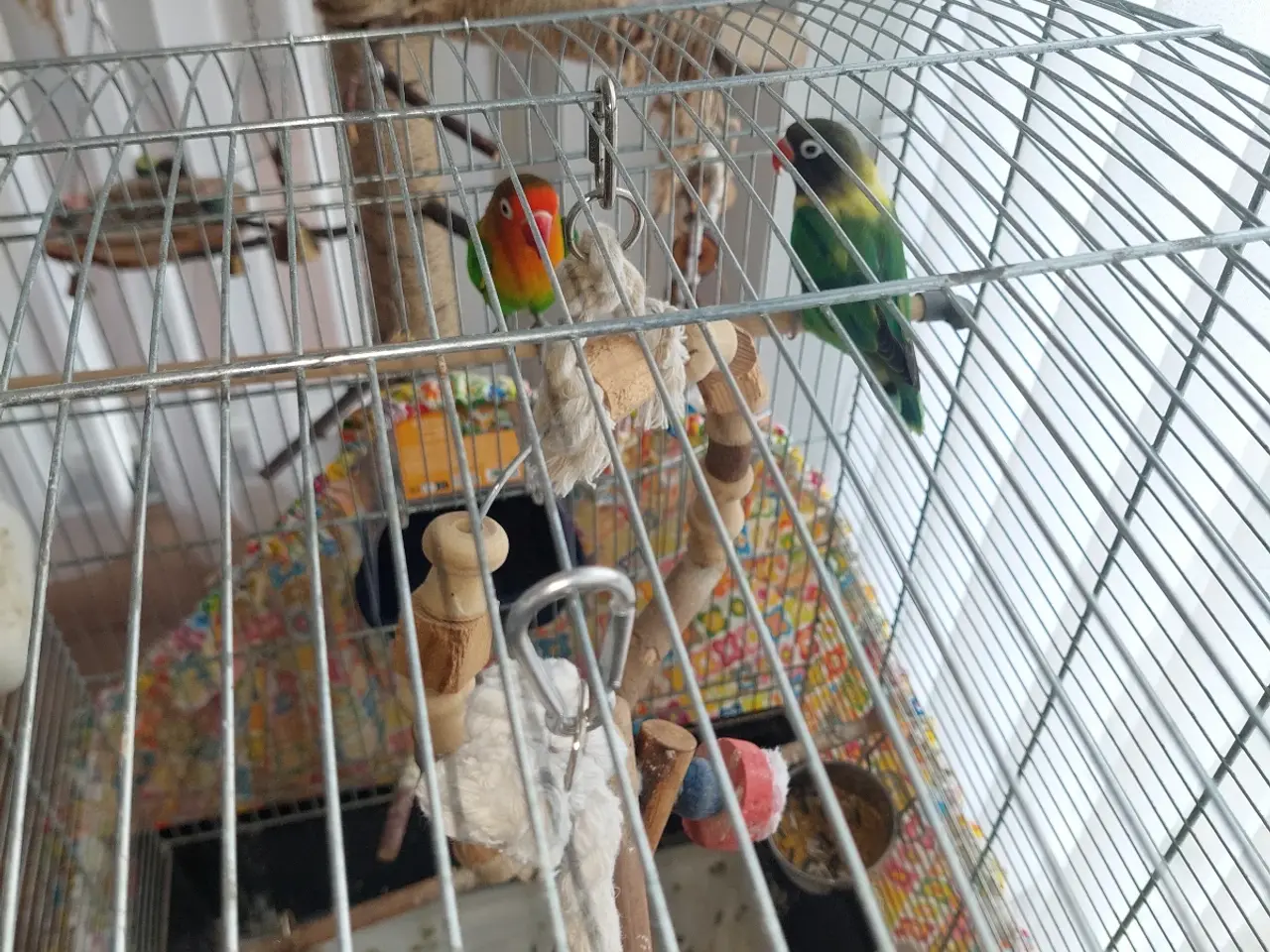 Billede 8 - 2 voksne dværgpapegøjer sælges med stort bur 🐦❤️