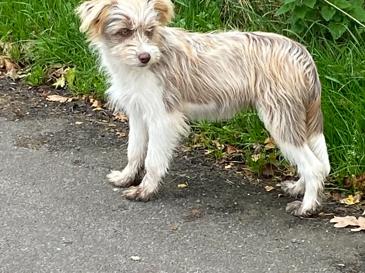 Billede 7 - Chinese crested Powder puff / Border collie