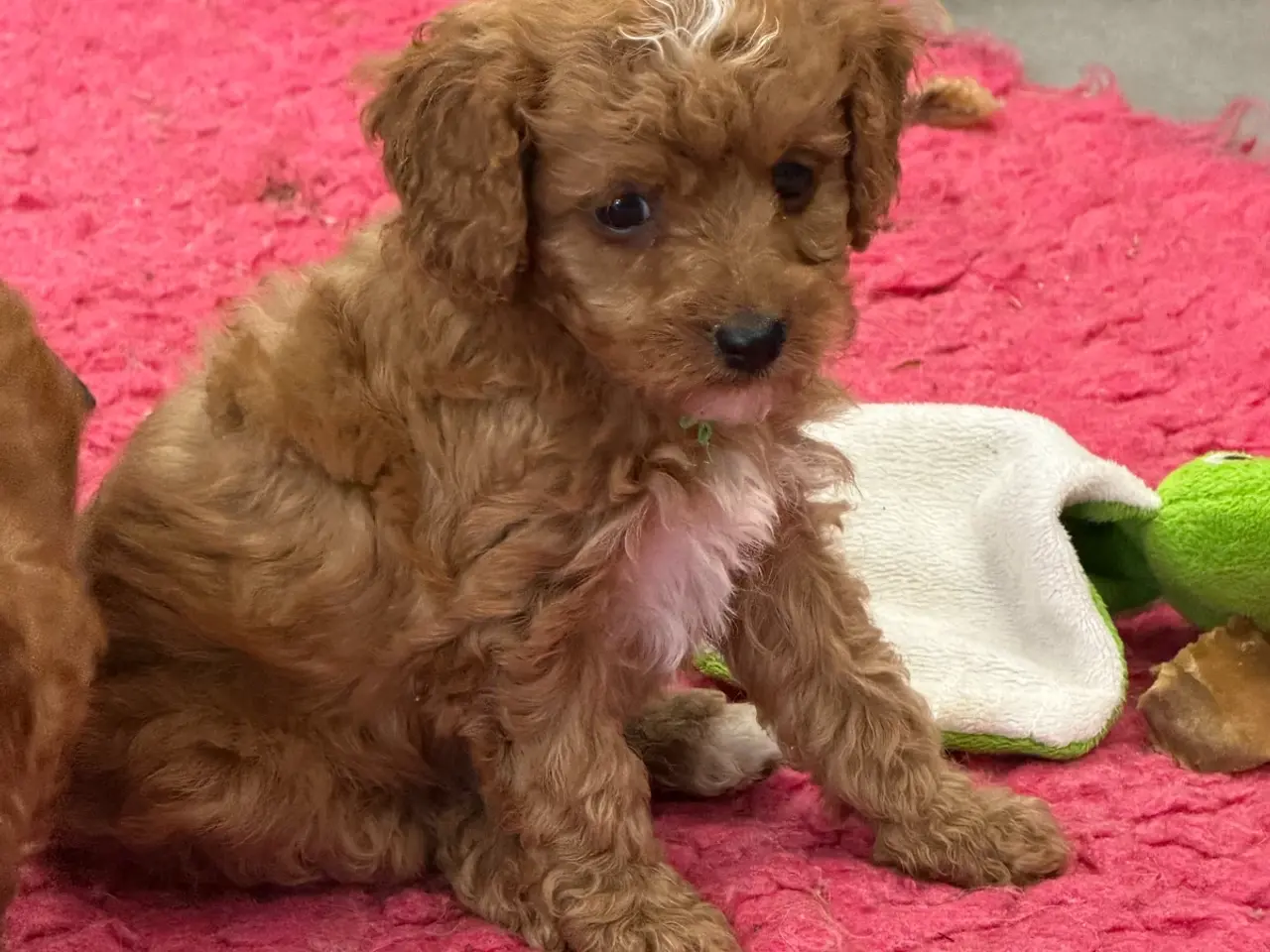 Billede 7 - 🐶☀️ Skønne Cavapoo-hvalpe søger deres kommende fa