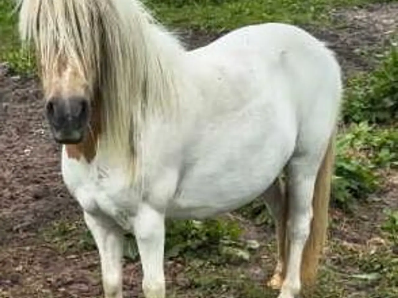 Billede 3 - Ponyhoppe 5 år, ca. 105 i stang ifolet