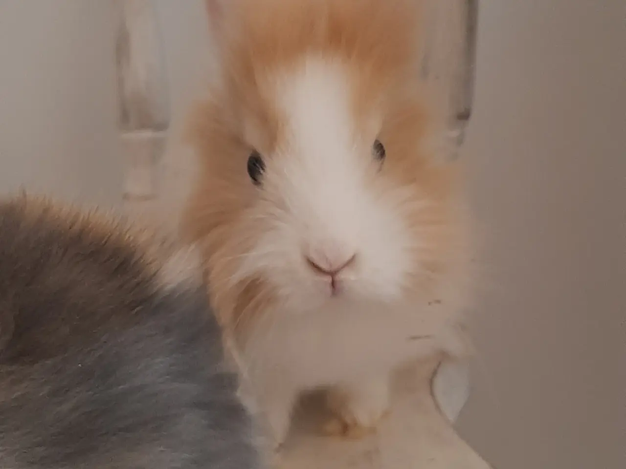 Billede 2 - (1200kr for 2)8 Unge kaniner🐰🐇 forskellige racer