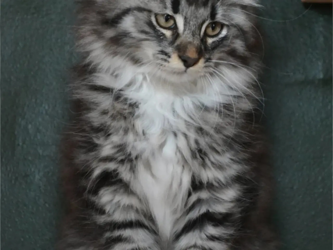 Billede 1 - Maine Coon blandinger 