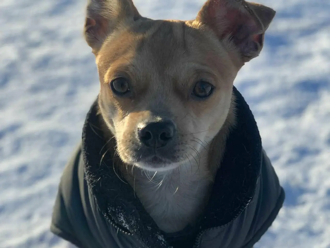 Billede 1 - Skønne Hulk søger ny familie 🐶