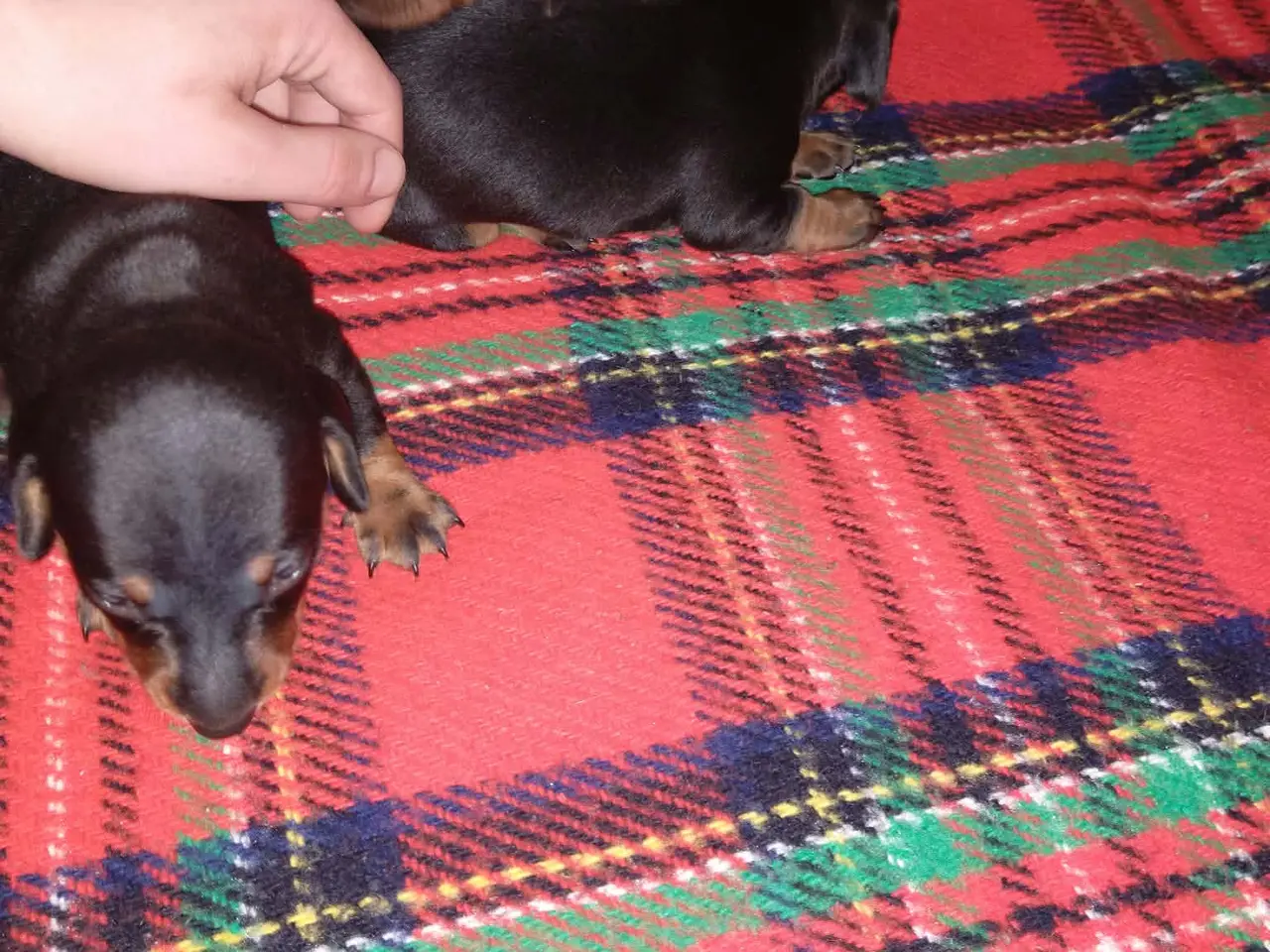 Billede 4 - Korthåret standard gravhunde
