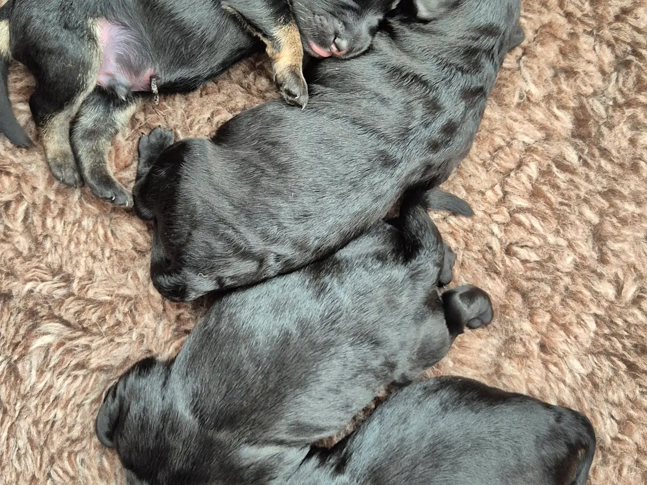 Billede 2 - Schnauzerpoo far toypuddel