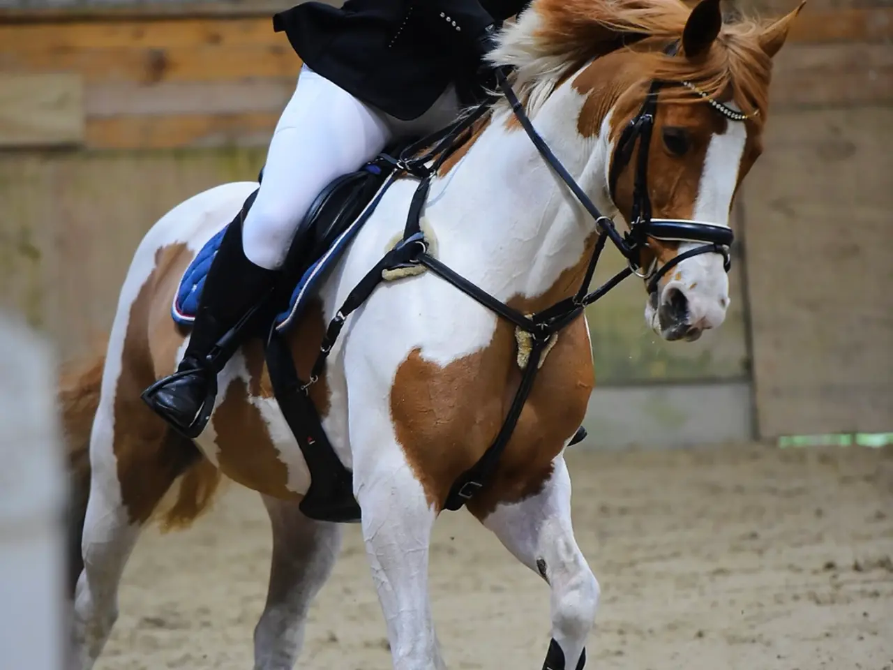 Billede 2 - Perfekt junior hest/ luksus kone hest ❤️ - Mor og