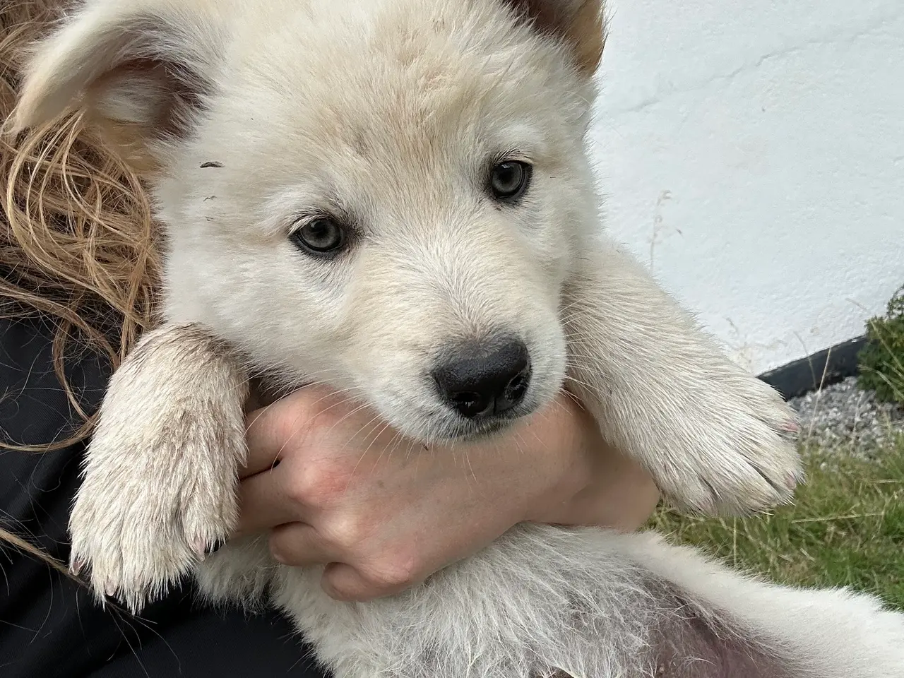 Billede 1 - 🐾 Thorn søger sit nye hjem 🐾