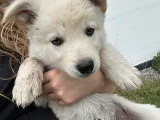 🐾 Thorn søger sit nye hjem 🐾