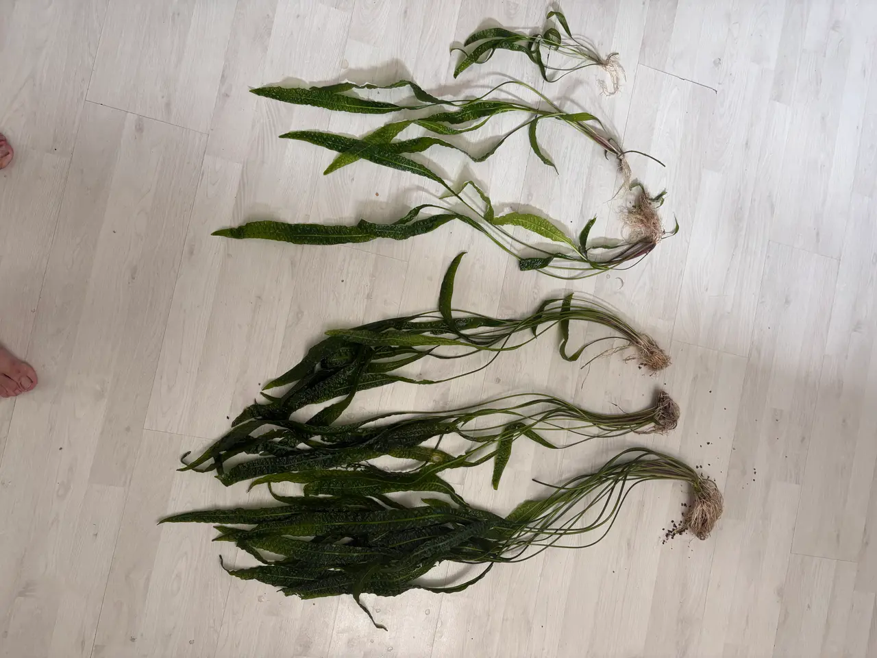 Billede 1 - Hammerslået akvarie planter sælges 