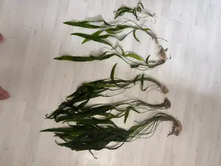 Hammerslået akvarie planter sælges 