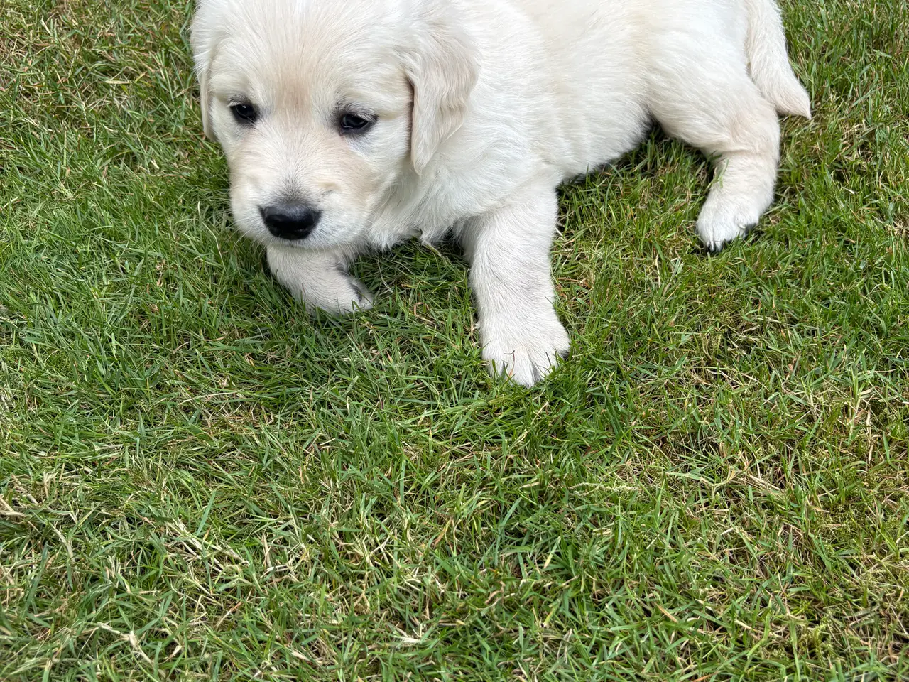 Billede 3 - Golden retriever hundehvalpe, 6 uger gamle