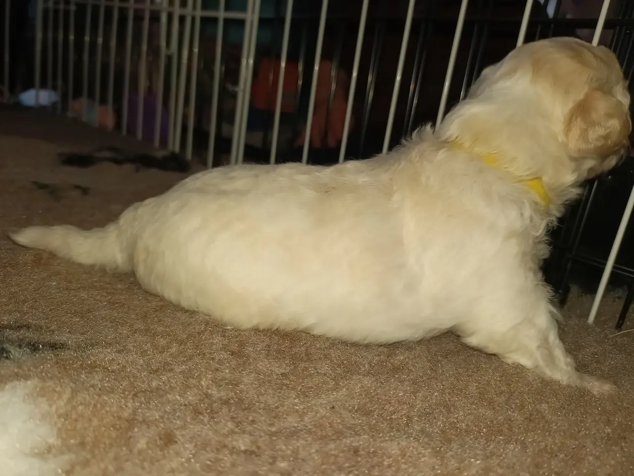 Billede 12 - Maltipoo hvalpe 