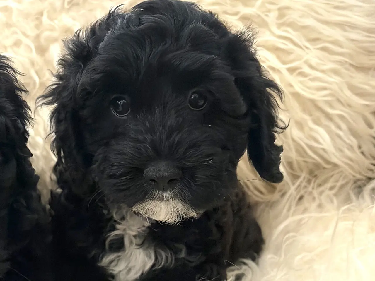 Billede 16 - De smukkeste små fine Cavapoo drenge