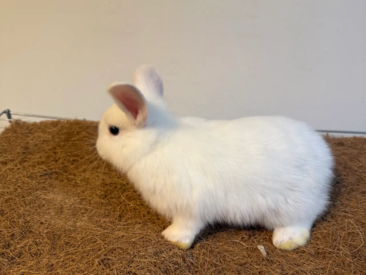 Billede 5 - Sød kaninpige søger nyt hjem 🐰❤️