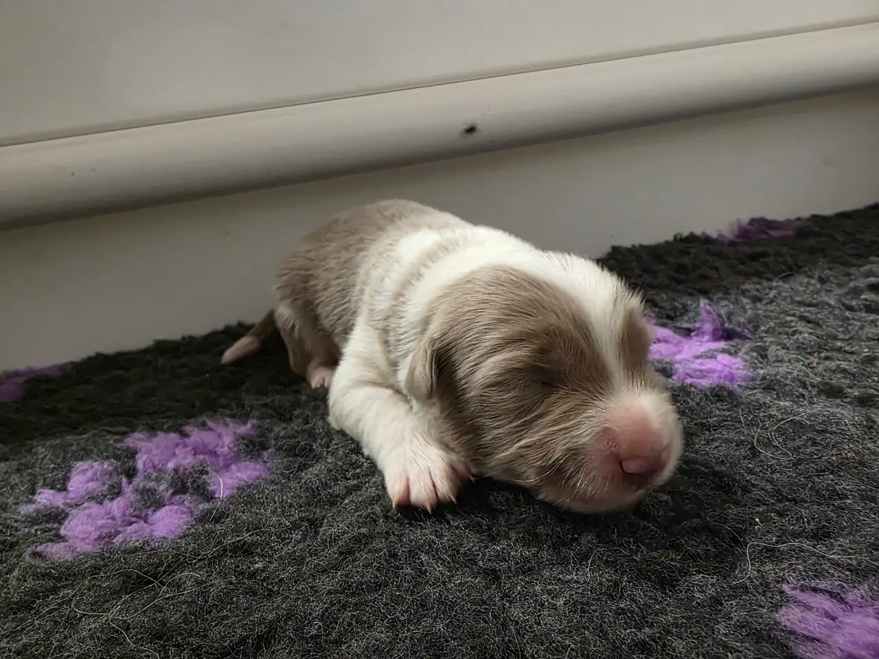Billede 6 - Border Collie stueopdræt hvalpe