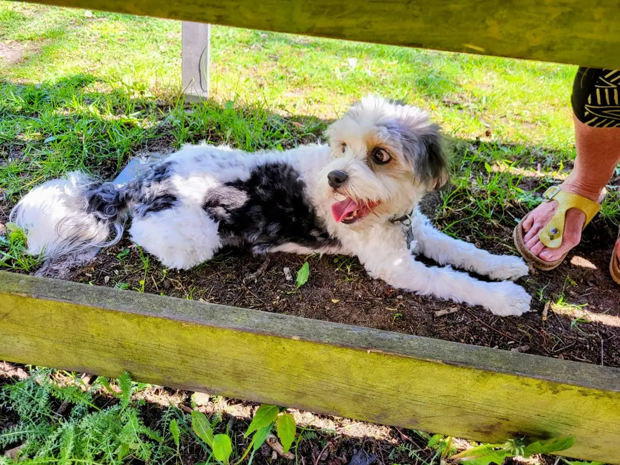 Billede 11 - ✨ Cavapoo-hvalpe søger et kærligt hjem ✨