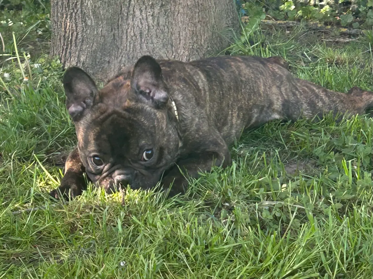 Billede 2 - Parring fransk bulldog