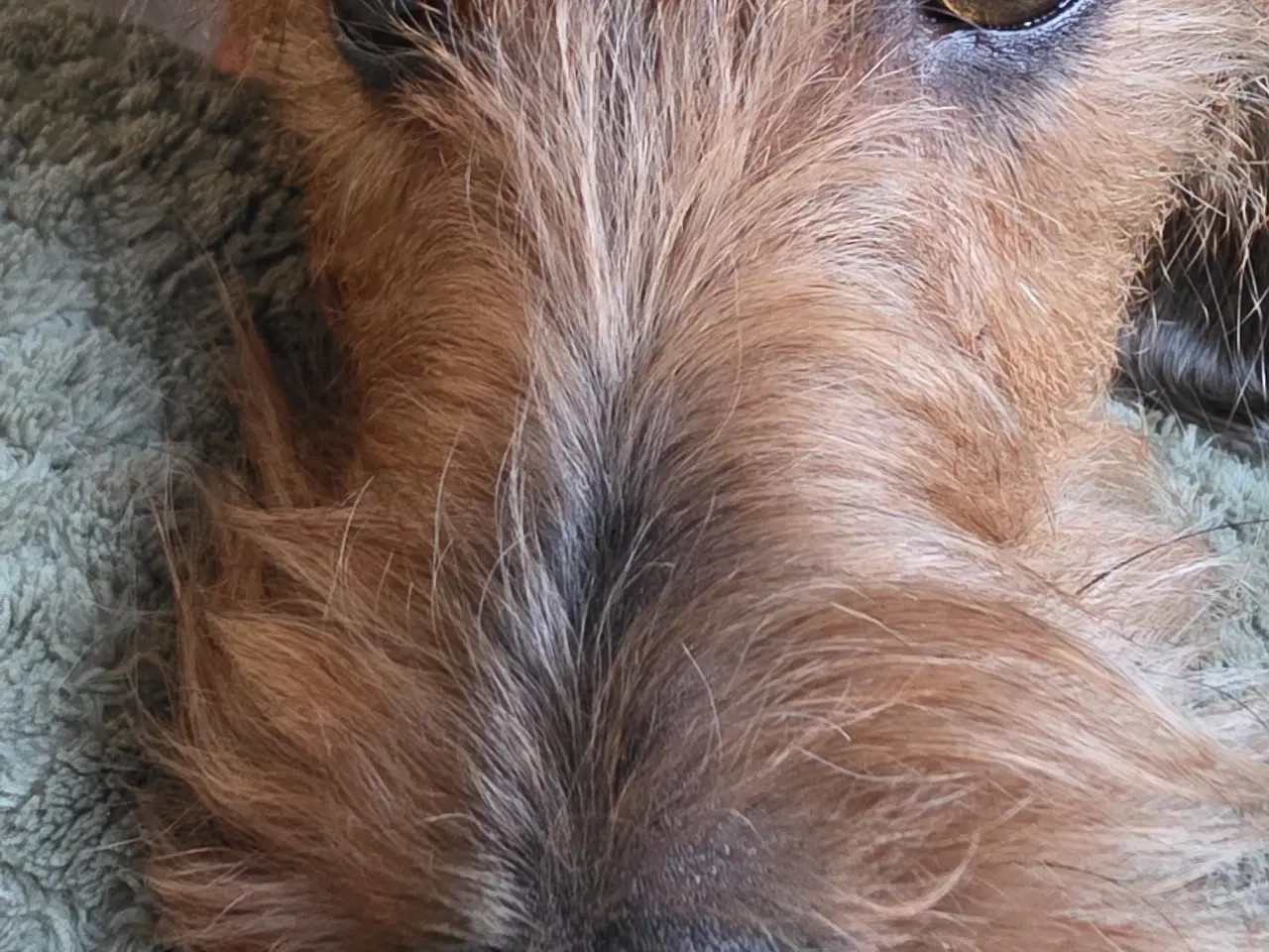 Billede 4 - Omplacering af ruhåret gravhund